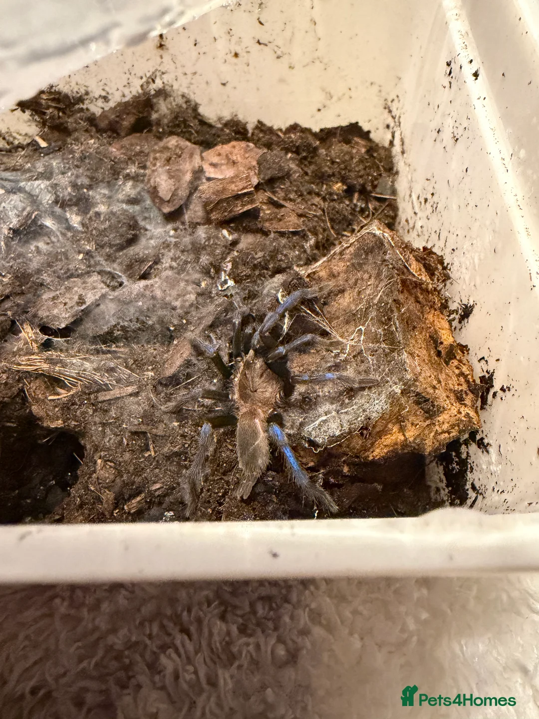 Tarantulas invertebrates for sale: Tarantula’s + scorpion for sale  - Advert 4