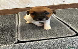 Jack Russell dogs for sale: Jack Russell pups  - Image 3