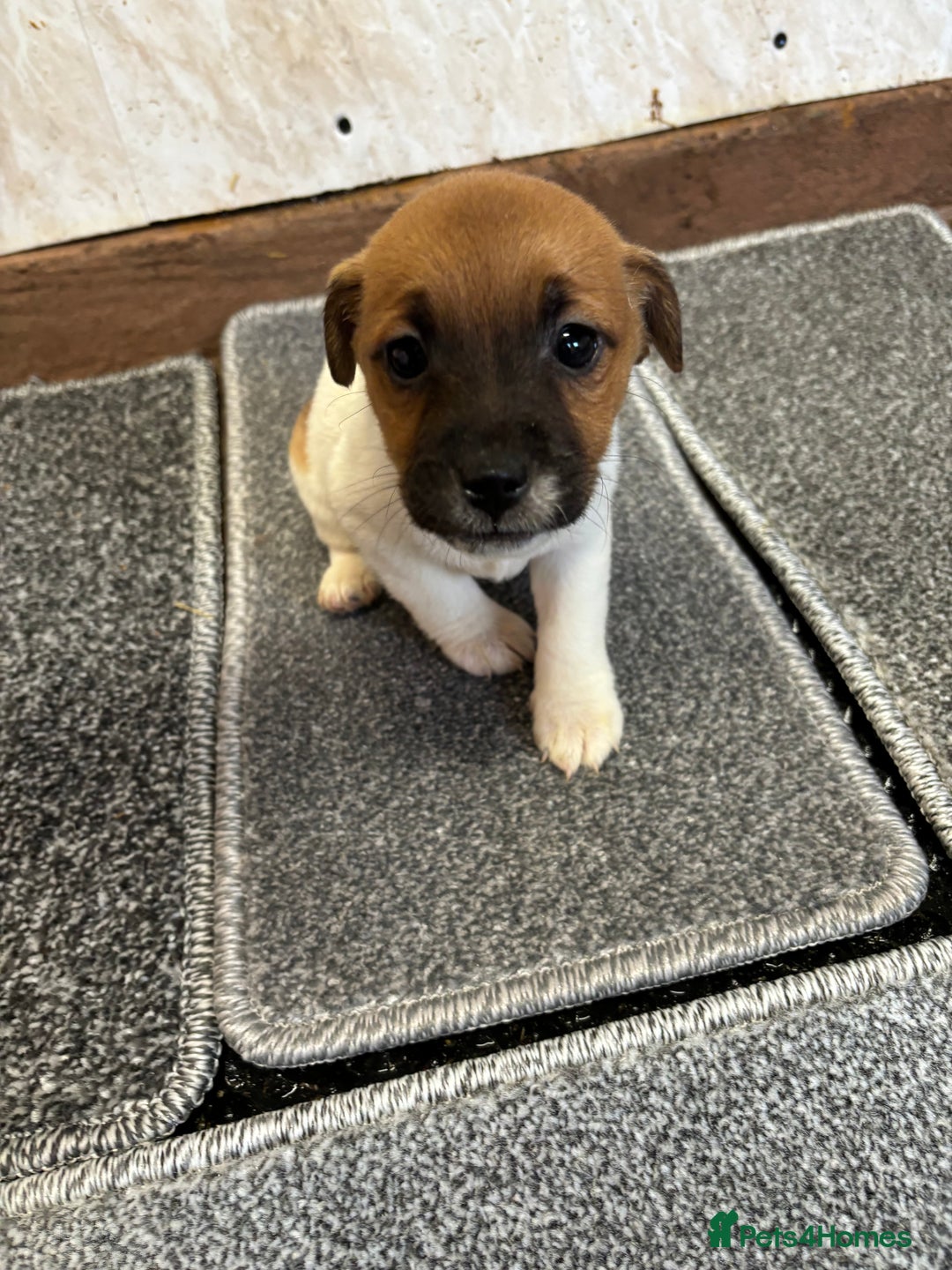 Jack Russell dogs for sale: Jack Russell pups  - Image 3
