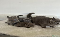 British Shorthair cats for sale: 💎  CHAMPION LINES BSH BLUE  💎 - Advert 15