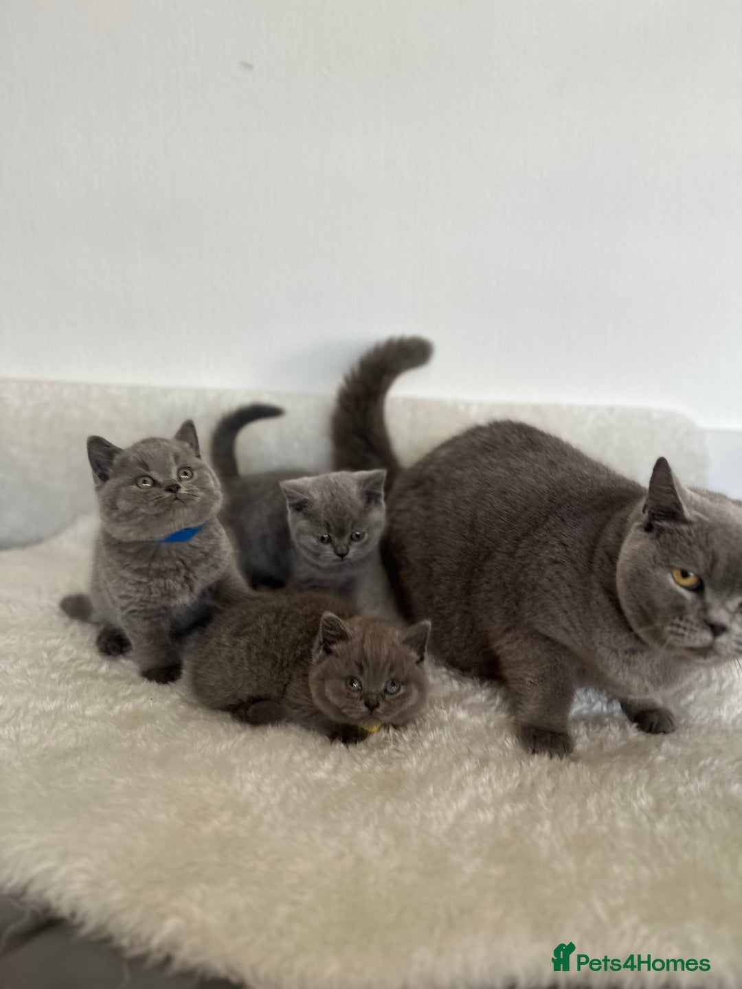 British Shorthair cats for sale: 💎  CHAMPION LINES BSH BLUE  💎 - Advert 15