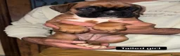 Boxer dogs for sale: 5 Gorgeous Kennel Club Registered Boxer Puppies - Advert 9
