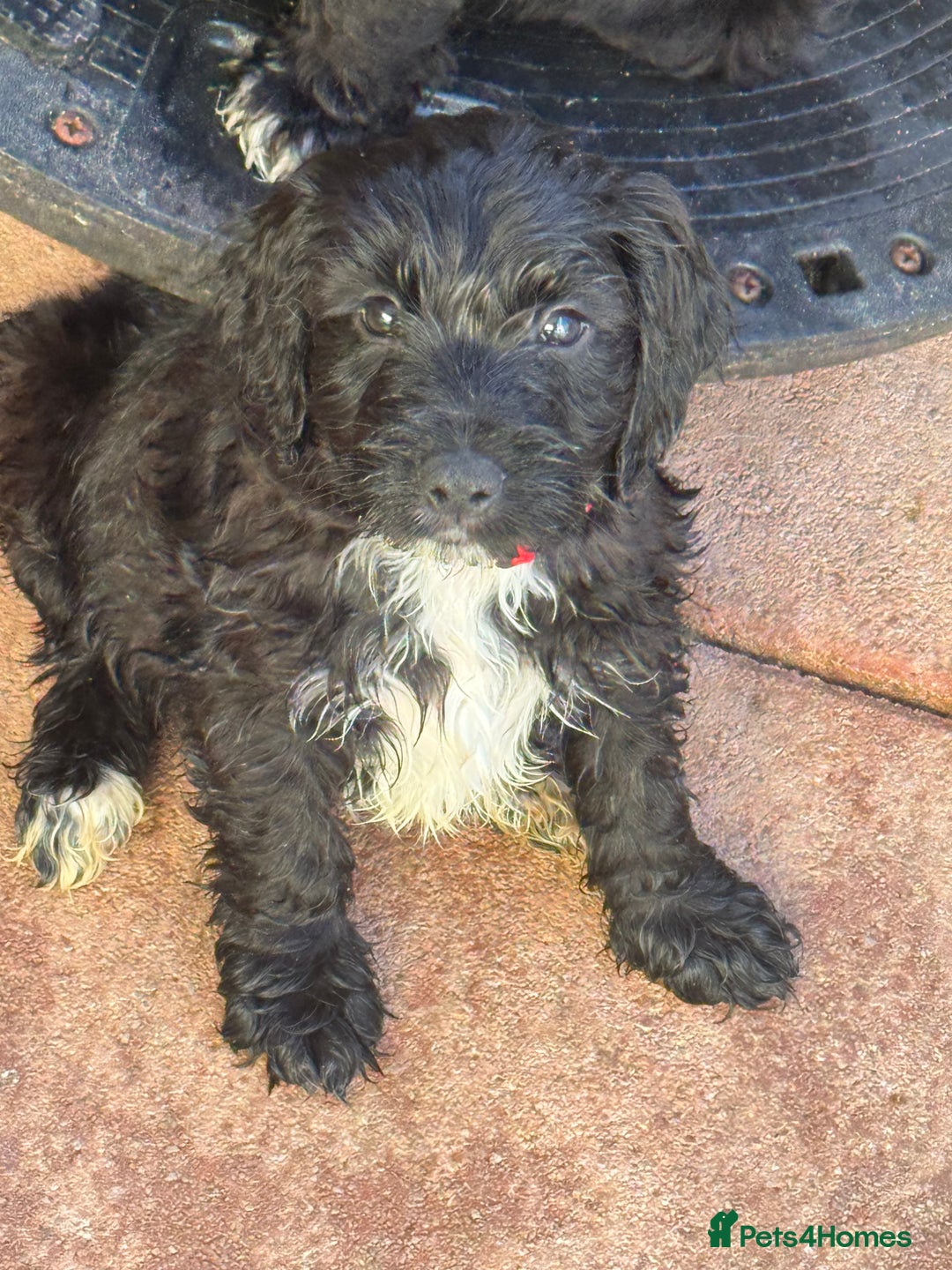 Sproodle dogs for sale: F1 Sproodles for Sale - Image 33