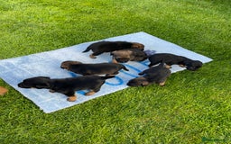 Border Terrier dogs for sale: Border Terrier Puppies  - Image 3