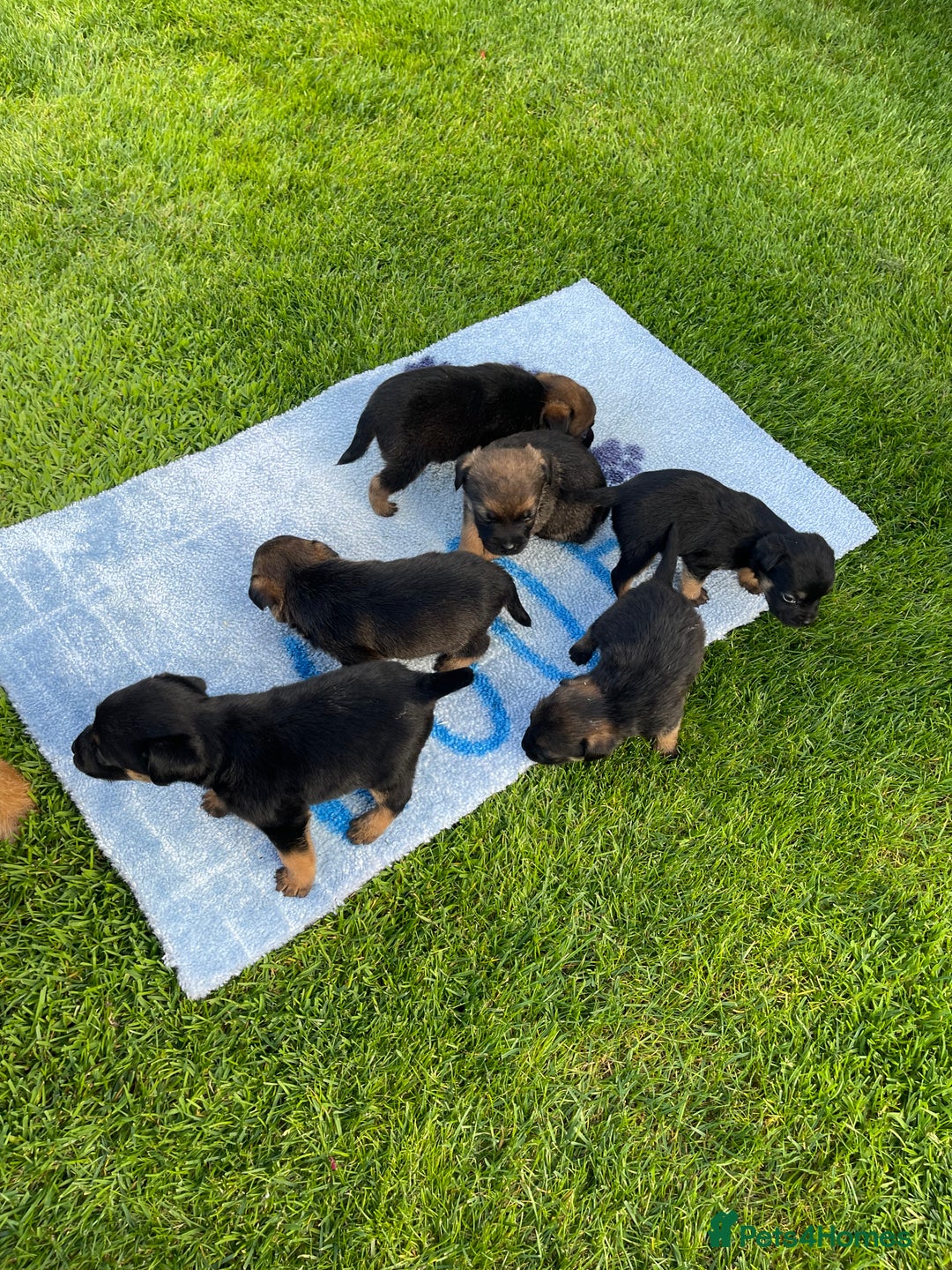 Border Terrier dogs for sale: Border Terrier Puppies  - Image 3