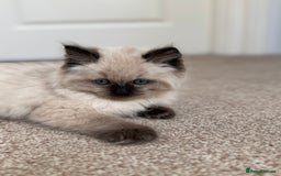 Ragdoll cats for sale: 10 week old Ragdoll kitten Male - Image 3