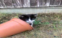 Mixed Breed cats for sale: Cute Tabby Kittens - Ready Now - Image 12