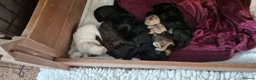 Cockapoo dogs for sale: 6 beautiful cockapoo puppies - Advert 3