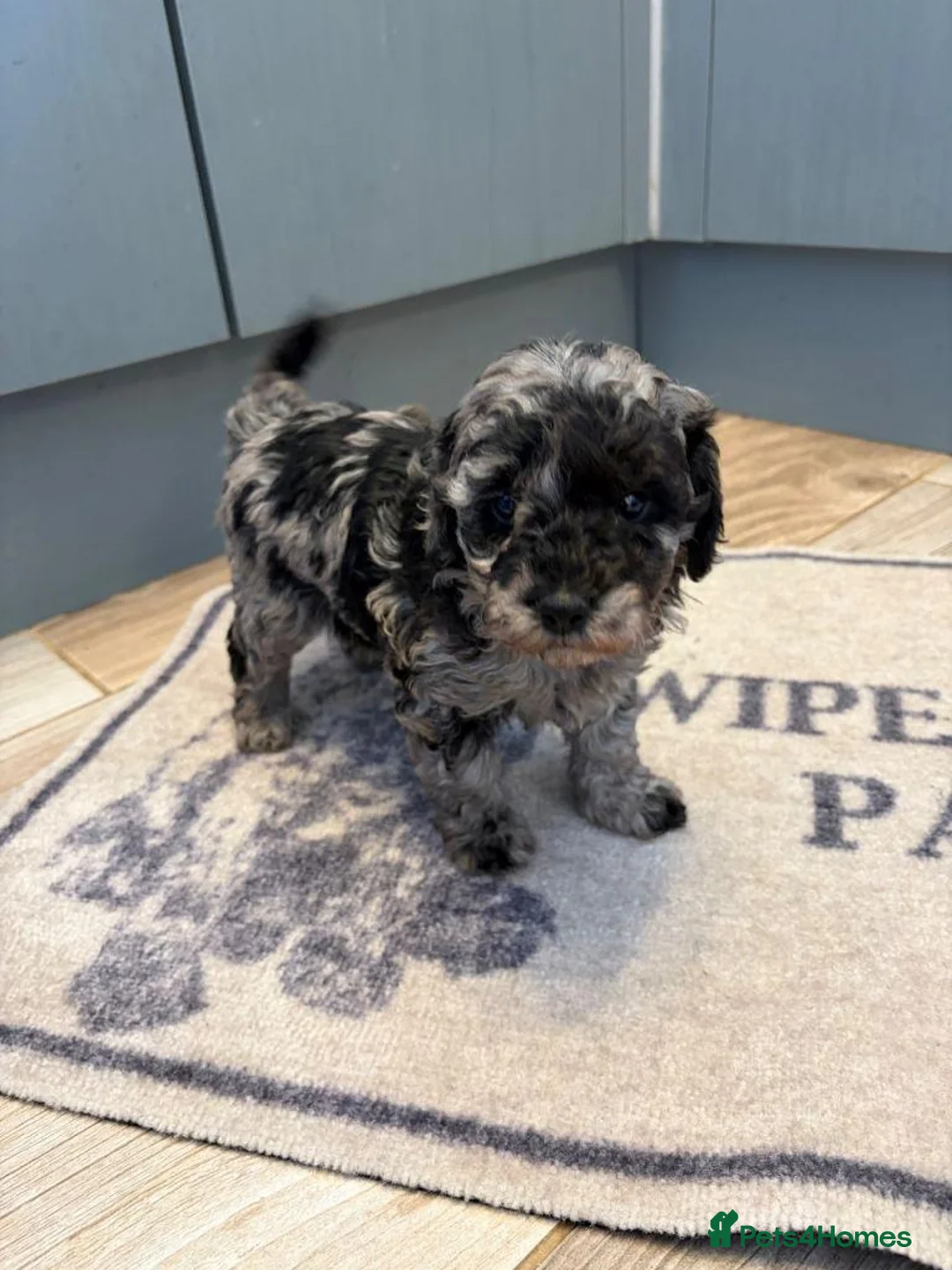 Miniature Poodle dogs for sale:  Miniature Poodle Hybrid Puppies for Sale in North Berwick - Advert 2