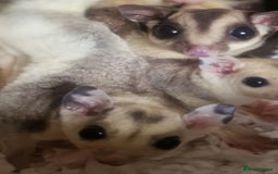 Sugar Glider rodents for sale: Mosaic Joey and his Mum £500 ONO - Image 6