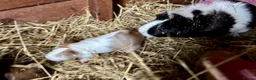 Guinea Pig rodents for sale: Baby Guinea Pigs for sale  - Advert 9