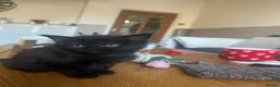 British Shorthair cats for sale: 1 girl ready to leave for her forever home - Advert 2