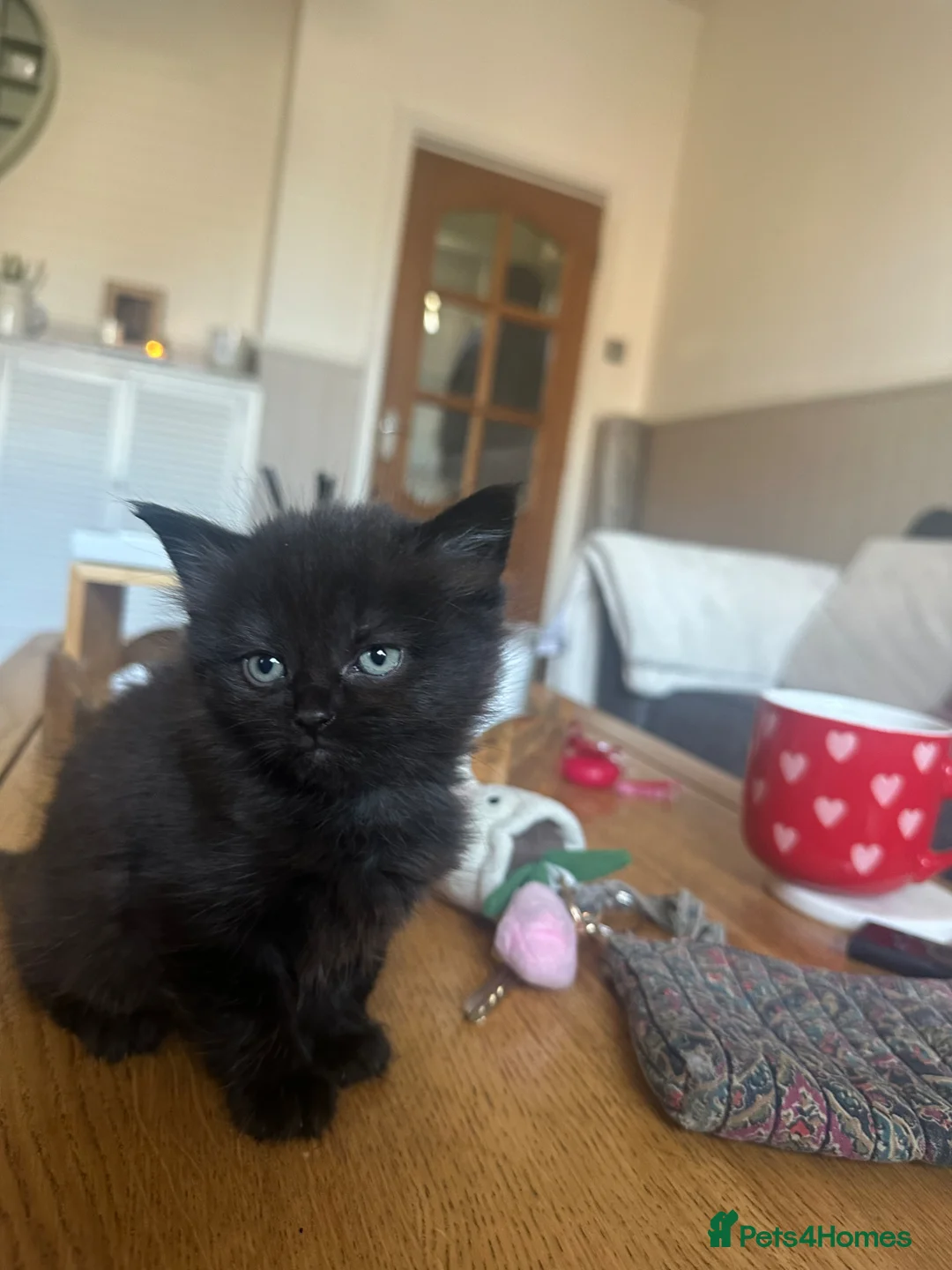 British Shorthair cats for sale: 1 girl ready to leave for her forever home - Advert 2