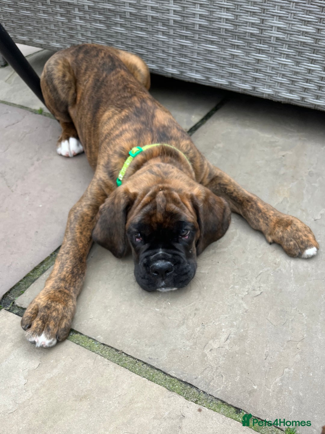Boxer dogs for sale: Only 1 remaining! KC Boxer Puppies - Image 19