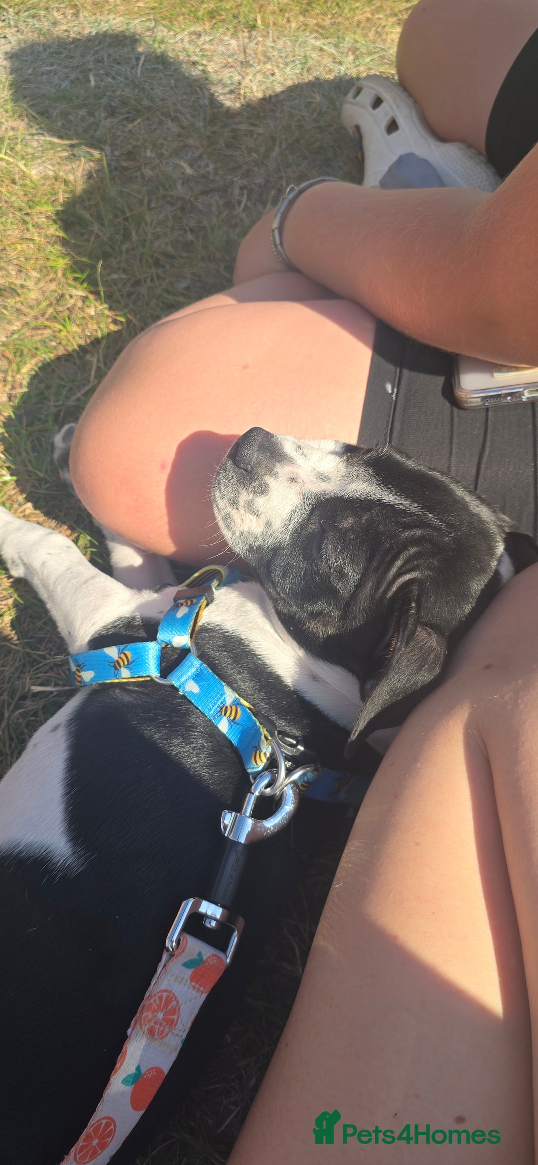 Mixed Breed dogs for sale: Absolutely gorgeous oreo - Image 7