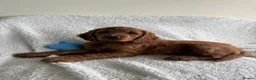 Cockapoo dogs for sale: Cuddly Cockapoo puppies!  - Advert 27