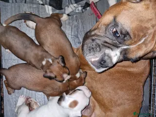 Boxer dogs Kc boxer puppies - Advert 2
