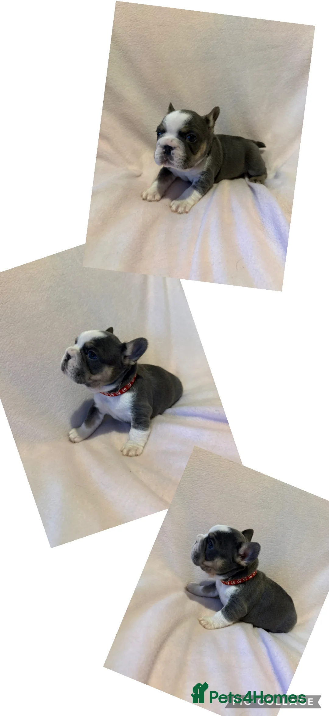 French Bulldog dogs for sale: LAST MALE LEFT beautiful KC reg French Bulldog - Advert 32