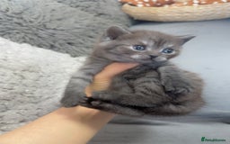 British Shorthair cats for sale: Beautiful silver smoked female British shorthair - Advert 3