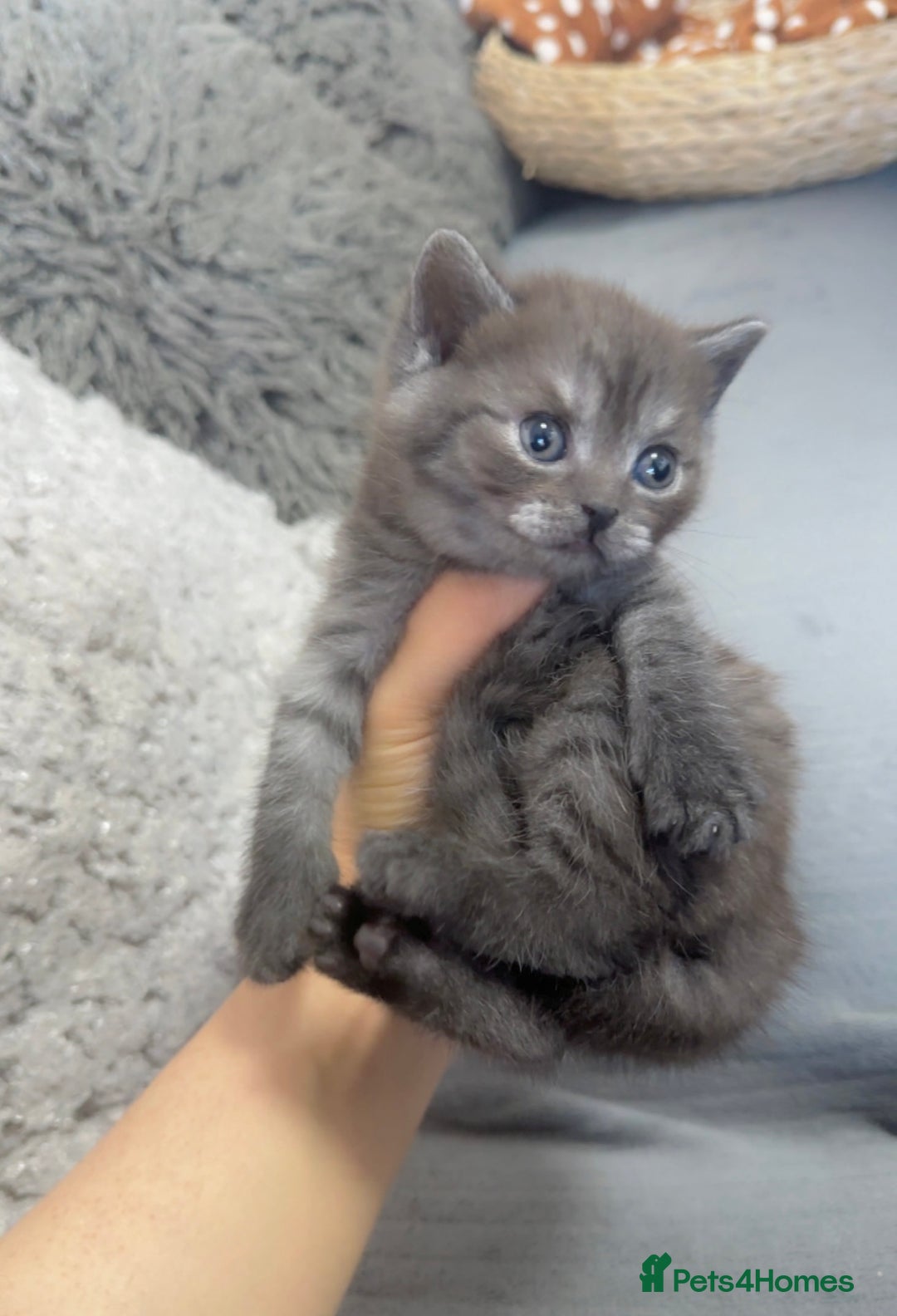 British Shorthair cats for sale: Beautiful silver smoked female British shorthair - Advert 3