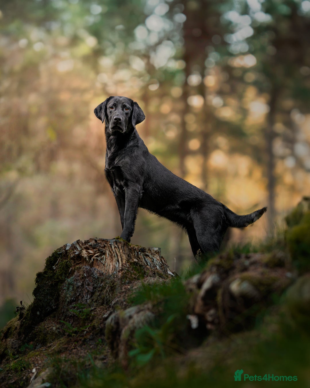 Labrador Retriever dogs for sale: Exception litter of Pedigree working Black Labs - Image 1
