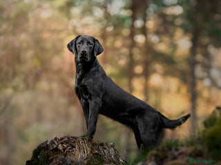 Labrador Retriever dogs - Advert 12