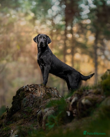 Labrador Retriever dogs - Advert 9