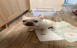 French Bulldog dogs for sale: Purebred French Bulldog – 2 Years Old (Female) - Image 5