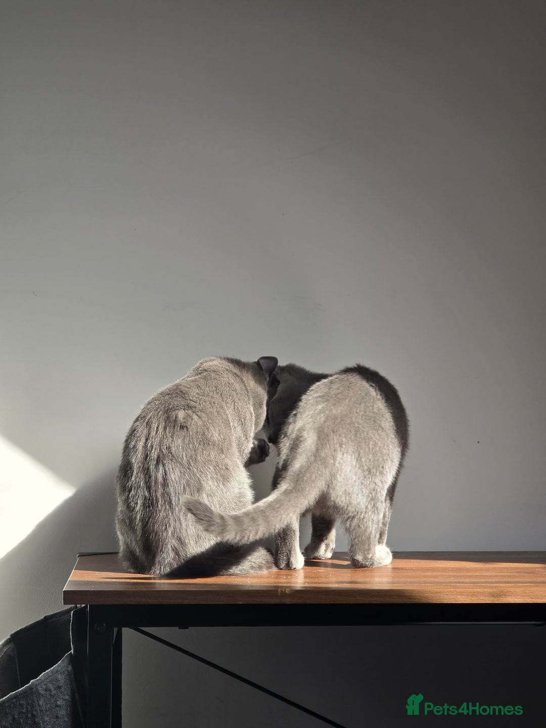 Russian Blue cats for sale: Russian Blue Kitten pair (Male and female) - Image 9