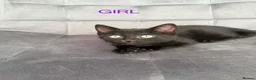 Mixed Breed cats for sale: Kittens  - Advert 5