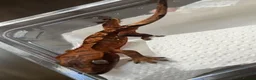 Gecko reptiles for sale: Crested gecko Unsexed hatched March - Advert 3