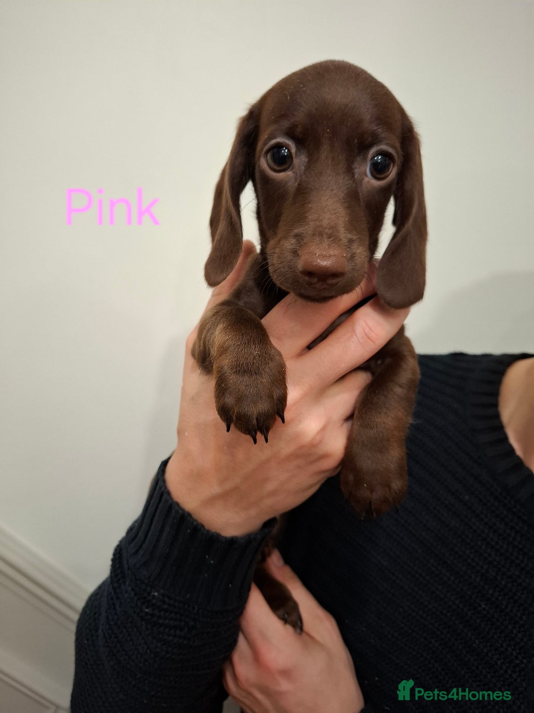 Miniature Dachshund dogs for sale: Female Miniature Dachshund Puppies - Advert 6