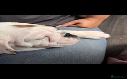 English Bulldog dogs for sale: English bulldog puppies kc reg  - Image 6