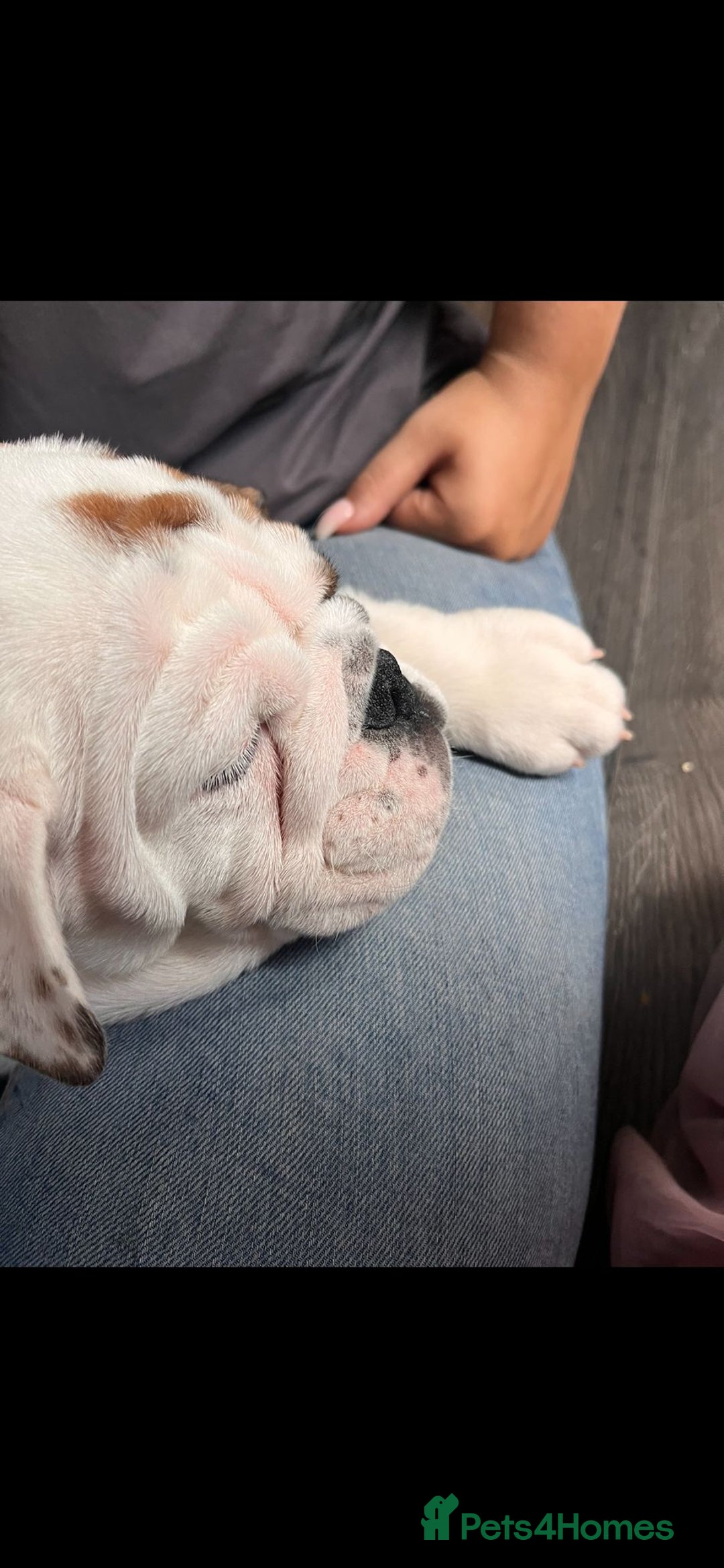 English Bulldog dogs for sale: English bulldog puppies kc reg  - Image 6