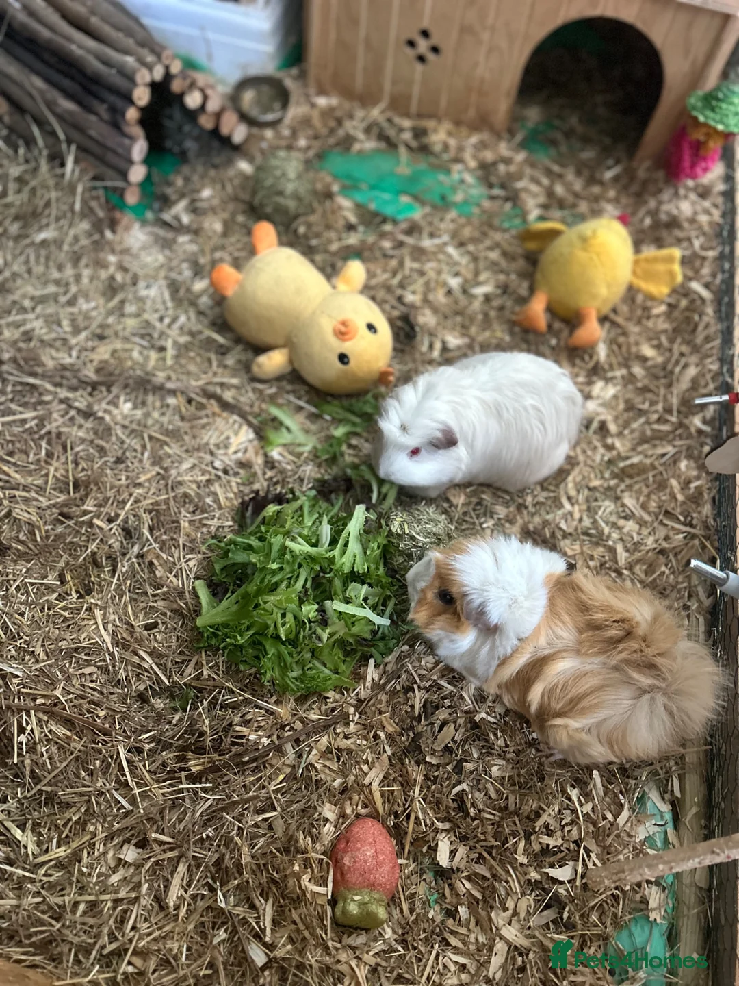 Guinea Pig rodents for sale: Re homing  in Newport - Advert 2