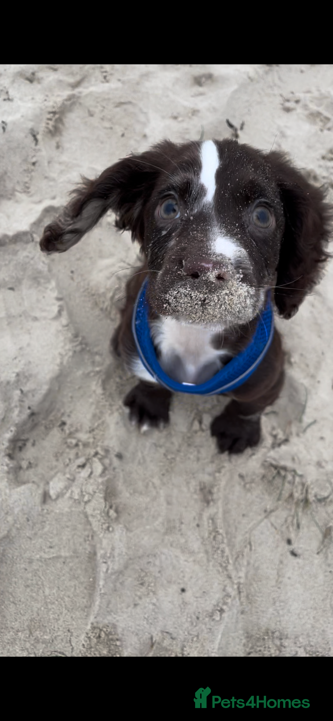 Cocker Spaniel dogs for sale: Hero - 16 month old  - Advert 2