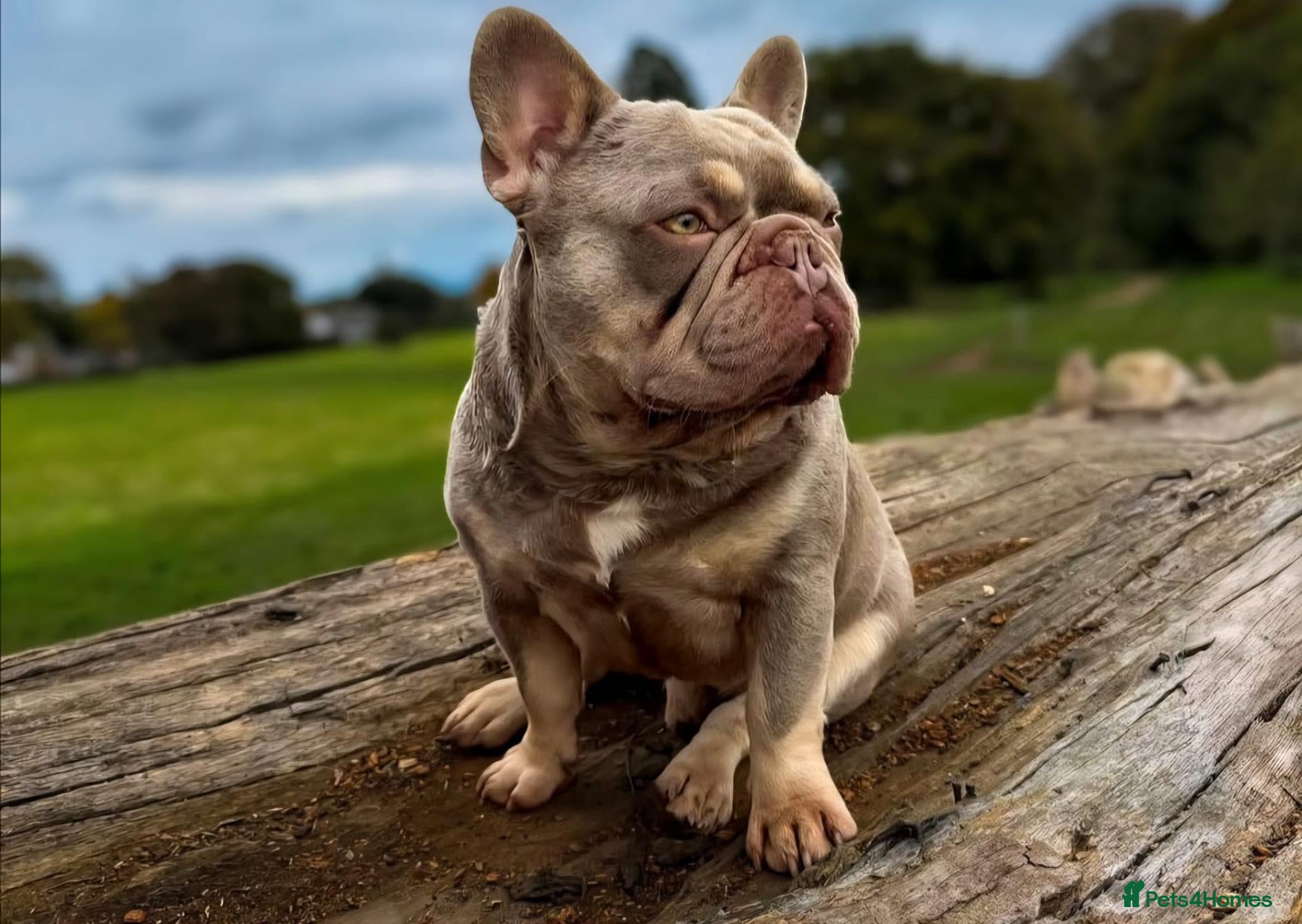French Bulldog dogs Exceptional KC Registered French Bulldog Puppies - Advert 2