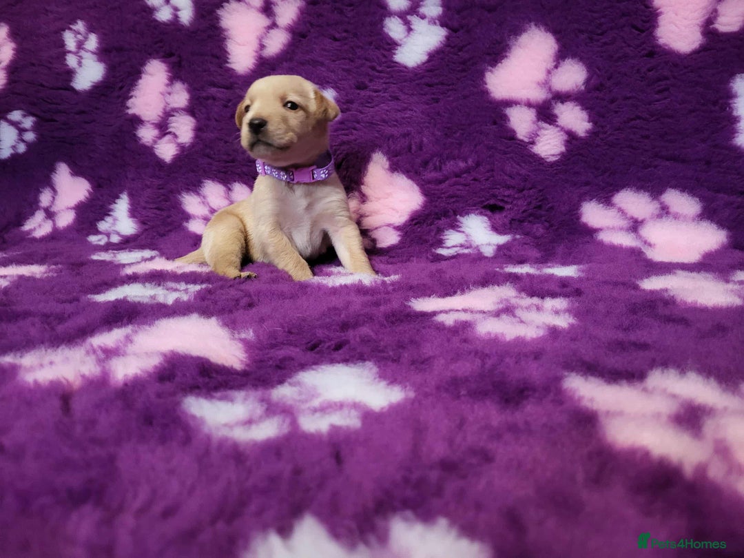 Labrador Retriever dogs for sale: KC registered yellow/black labrador puppies  - Image 12