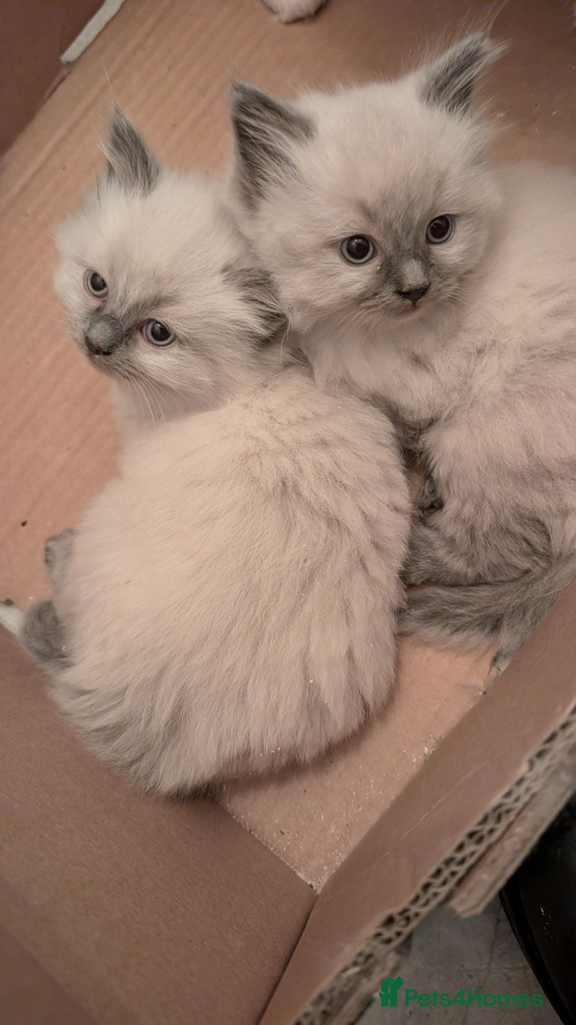 Ragdoll cats Ragdoll kittens  - Advert 5