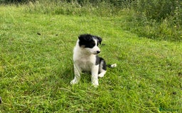 Border Collie dogs for sale: Border collie pups for sale  in Hengoed - Image 3
