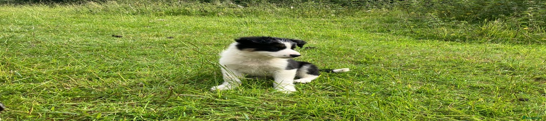 Border Collie Puppy 3