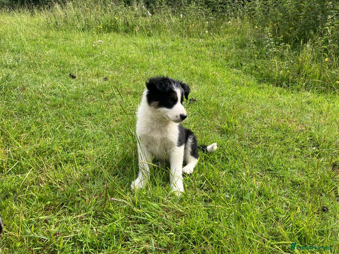 Border Collie dogs for sale: Border collie pups for sale  in Hengoed - Image 3