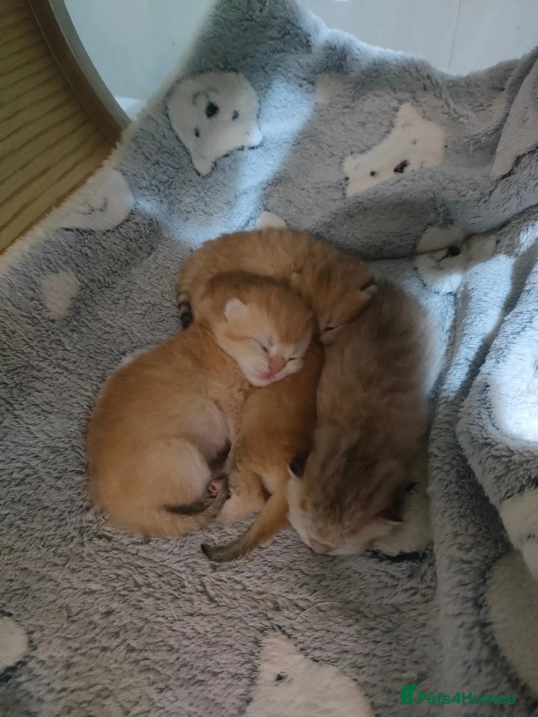 British Shorthair cats for sale: Golden British Short Hair Kitten for sale - Advert 1