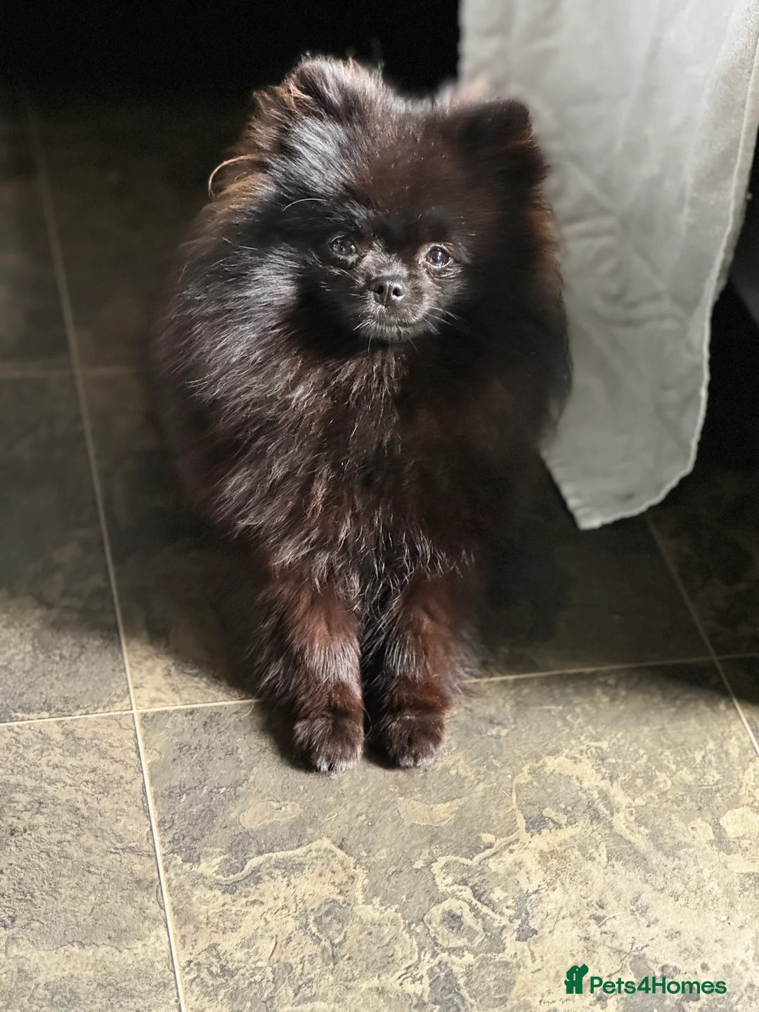 Pomeranian dogs for sale: 2 sweet tiny boys! - Advert 6
