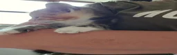 Mixed Breed cats for sale: 3 Beautiful kittens  - Advert 6