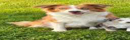 Mixed Breed dogs for sale: Collie puppies for sale  - Advert 1