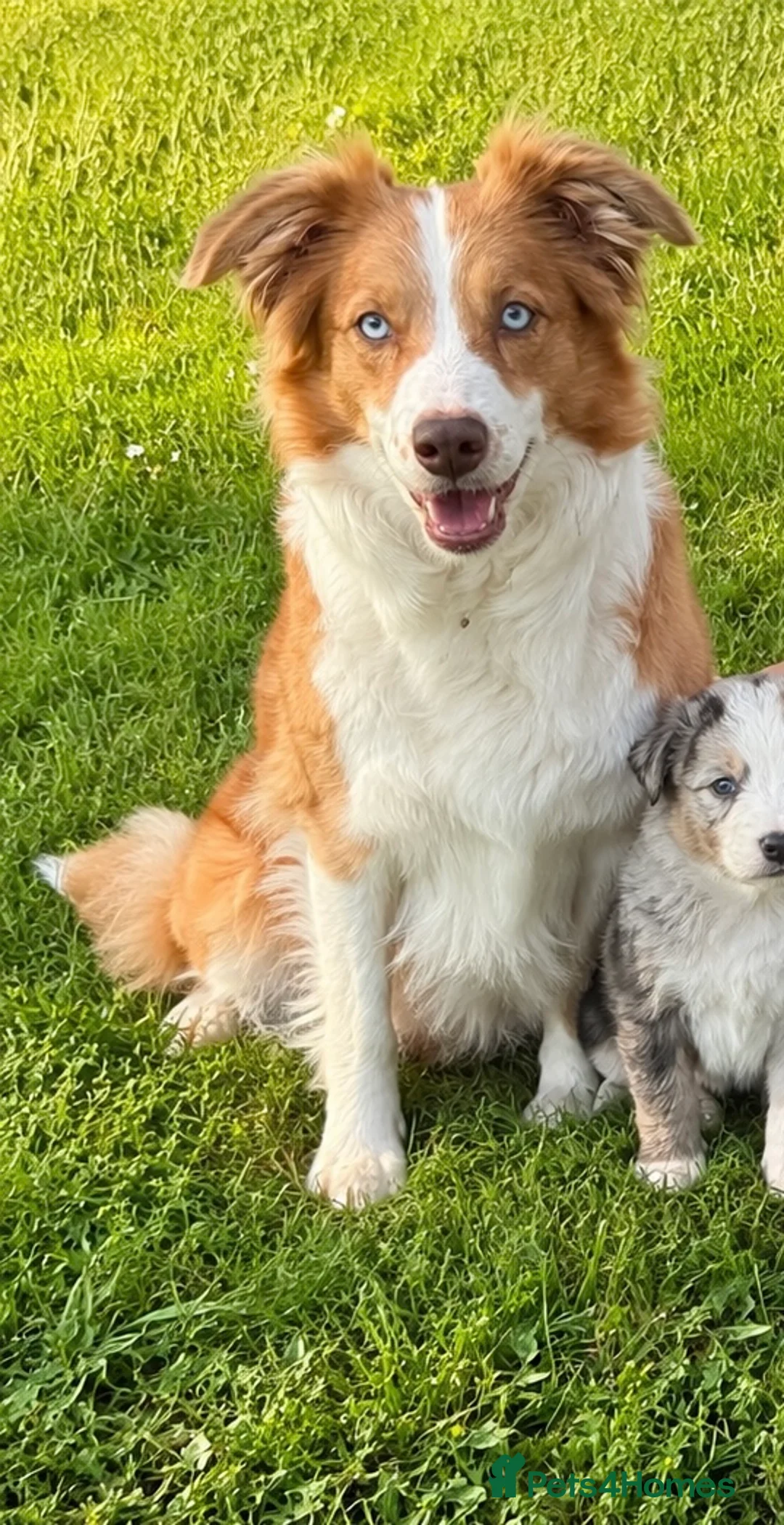 Mixed Breed dogs for sale: Collie puppies for sale  - Advert 1