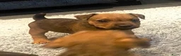 Lakeland Terrier dogs for sale: Working Type Lakeland Dog  - Advert 8