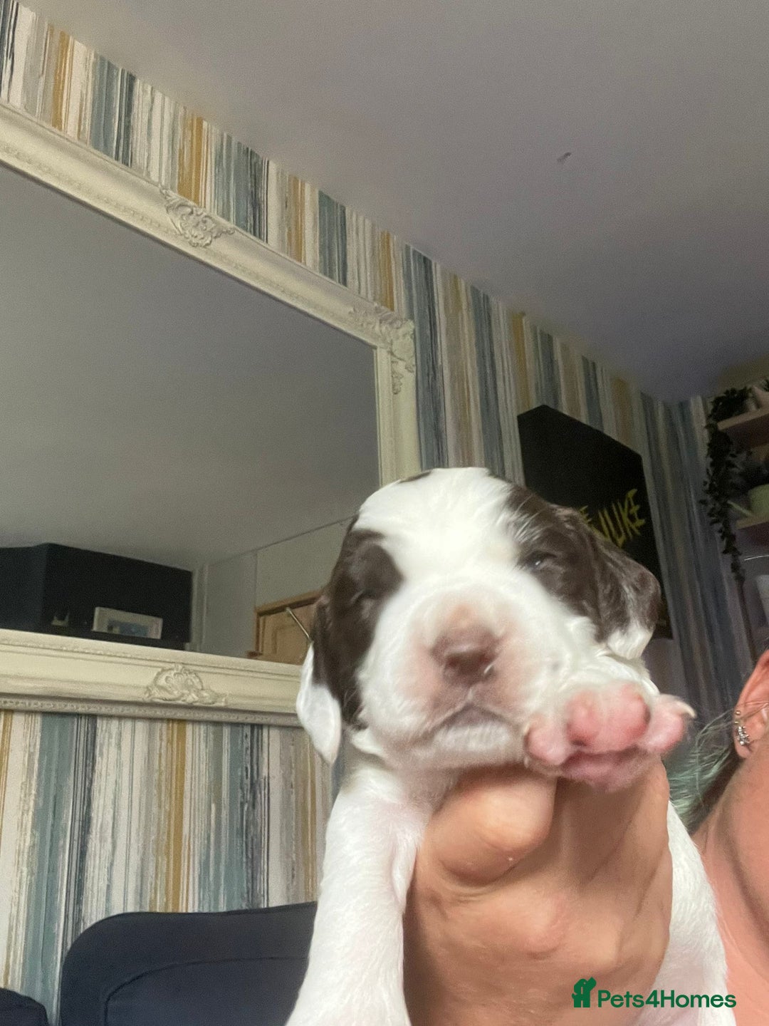 Sprocker dogs for sale: Beautiful Sprocker puppies  - Image 19