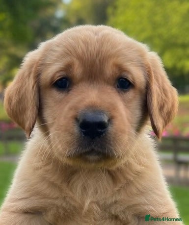 Labrador Retriever dogs Kennel club registered Labrador puppies  - Advert 18